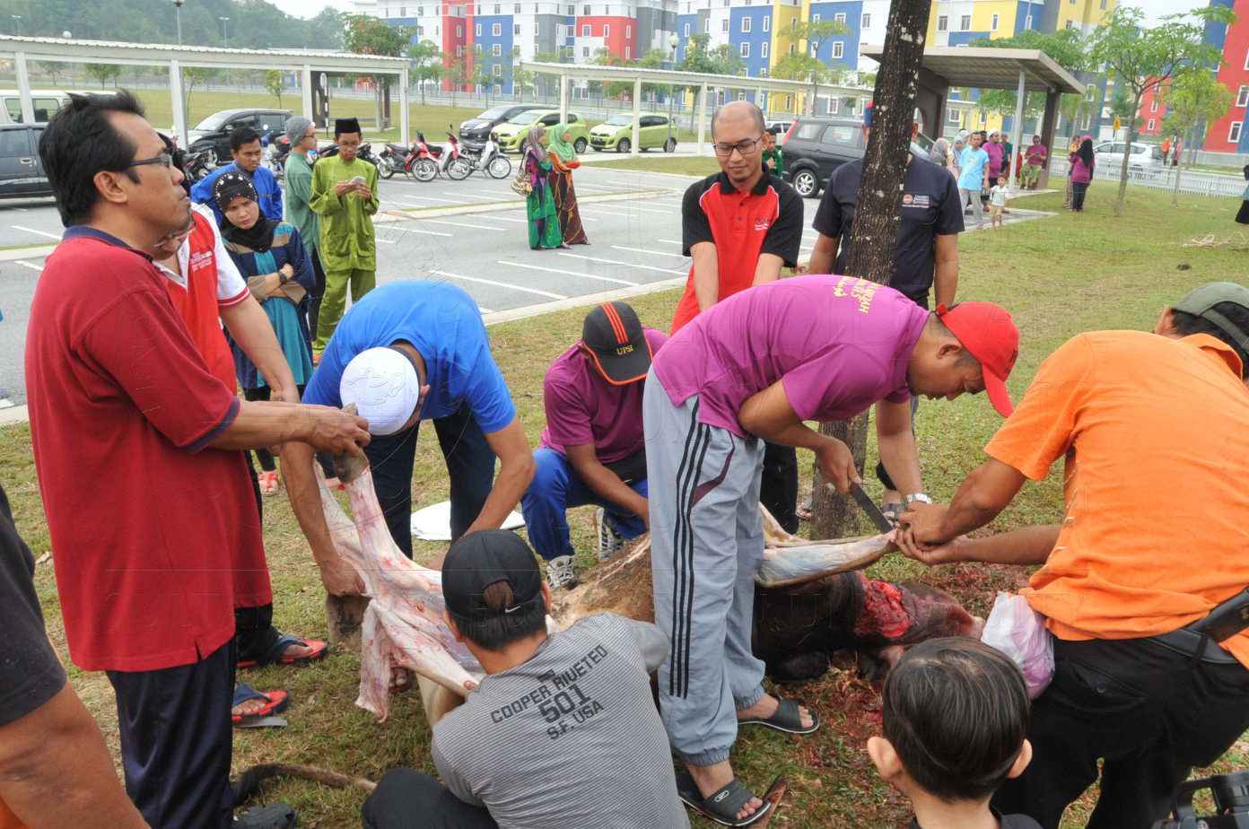 PRO15 150 KORBAN HAS 6814